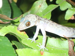 Cyrtodactylus majulah