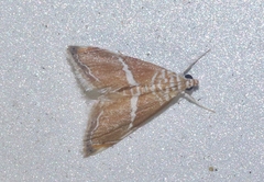Abegesta
