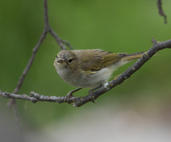 Phylloscopus collybita
