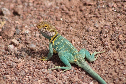 Eastern Collared Lizard