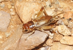 Gryllus staccato