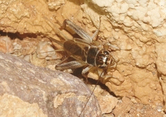 Gryllus staccato