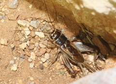Gryllus staccato