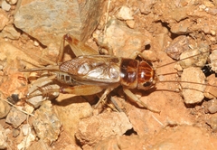 Gryllus staccato