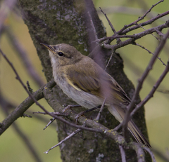 Phylloscopus collybita