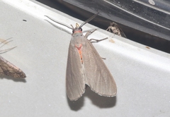 Pygarctia murina