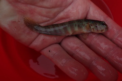 Cryptocentrus melanopus