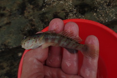 Cryptocentrus melanopus