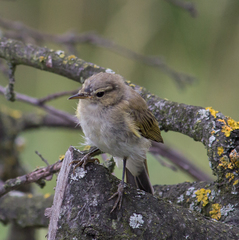 Phylloscopus collybita