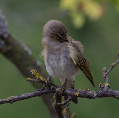 Phylloscopus collybita