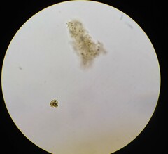Golenkinia