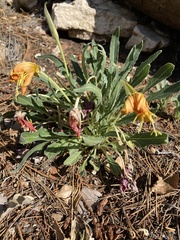 Oenothera brachycarpa