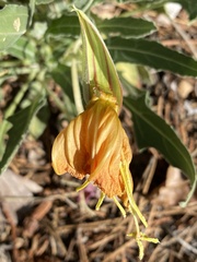 Oenothera brachycarpa