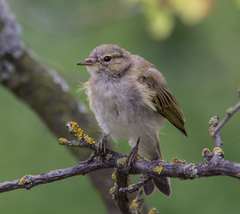 Phylloscopus collybita