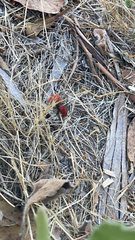 Dasymutilla flammifera