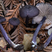Entoloma pigmentosipes - Photo (c) Christian Schwarz, some rights reserved (CC BY-NC), uploaded by Christian Schwarz