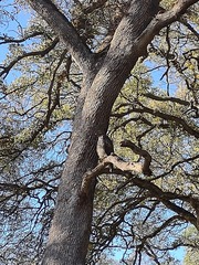 Buteo lineatus