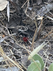 Dasymutilla flammifera