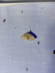 Zanclognatha marcidilinea