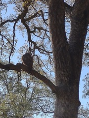 Buteo lineatus
