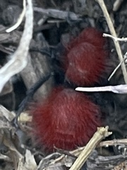 Dasymutilla flammifera