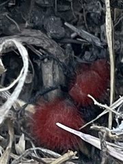 Dasymutilla flammifera