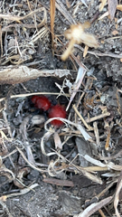 Dasymutilla flammifera