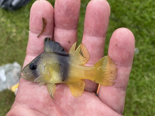 Barred soapfish (Diploprion bifasciatum) — Serranidae — 2