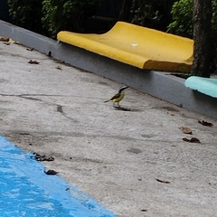 Pitangus sulphuratus