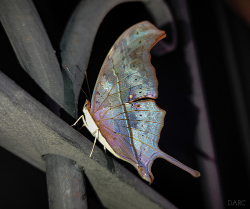 Marpesia petreus