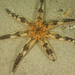 Southern Sand Star - Photo (c) Tony Strazzari, some rights reserved (CC BY-NC), uploaded by Tony Strazzari