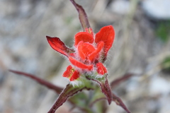 Castilleja scorzonerifolia