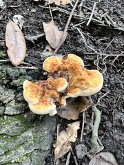 Laetiporaceae