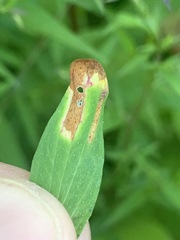 Caloptilia hypericella