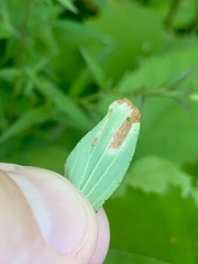 Caloptilia hypericella