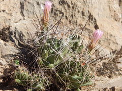 Coryphantha macromeris macromeris
