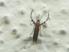 Aetole unipunctella