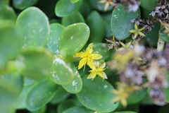 Sedum praealtum