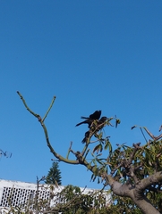 Quiscalus mexicanus