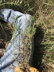 Croptilon hookerianum