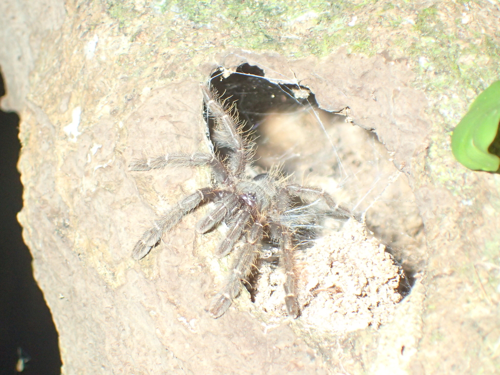 Southeast Asian Tarantulas from Pelalawan, Riau, Indonesien on July 21 ...