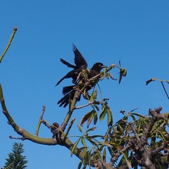 Quiscalus mexicanus