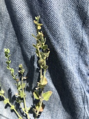 Scutellaria muriculata