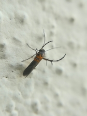 Aetole unipunctella