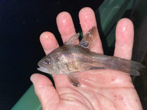 Black cardinalfish (Apogonichthyoides melas) — Apogonidae — 2
