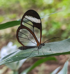 Pteronymia cotytto cotytto