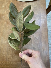 Notholithocarpus