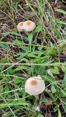 Lepiota oreadiformis