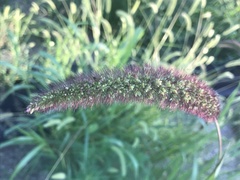 Setaria italica