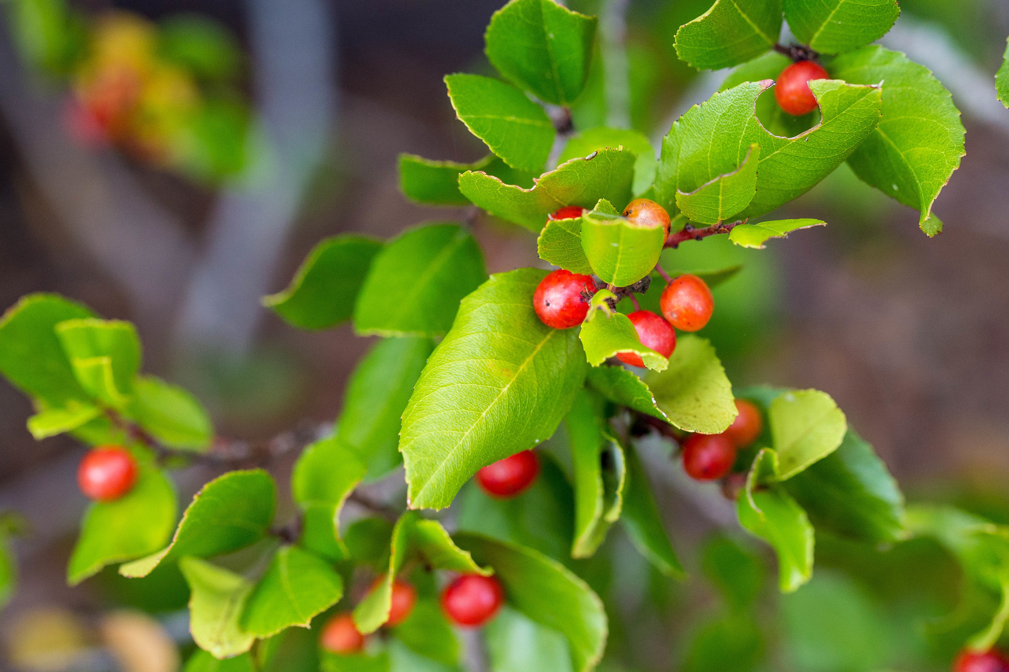 Rhamnus pirifolia